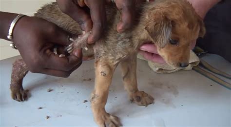 dogs with mango worms|mango worms killing dogs.